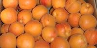 Abricots (non bio)