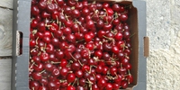 Organic cherries ORGANIC